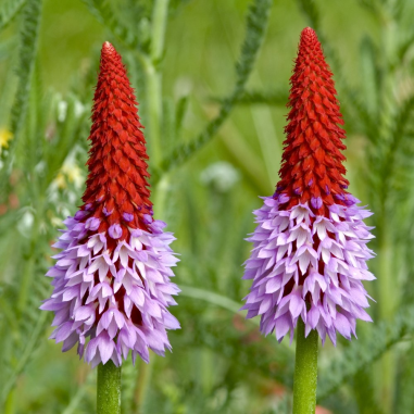Primula vialii (Primrose)