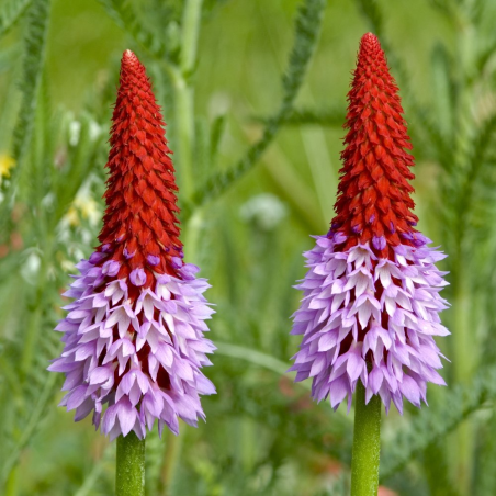Primula vialii (Primrose)