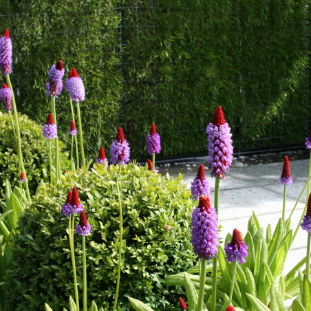 Primula vialii (Primrose)