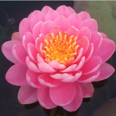 Nymphaea 'Fire Opal' (Water-lily)