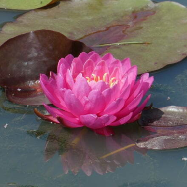 Nymphaea 'Fire Opal' (Water-lily)