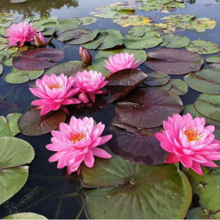 Nymphaea 'Fire Opal' (Water-lily)