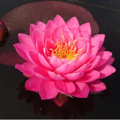 Nymphaea 'Fire Opal' (Water-lily)