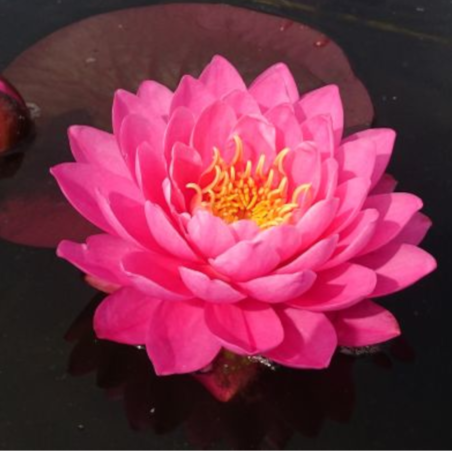 Nymphaea 'Fire Opal' (Water-lily)