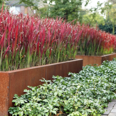 Imperata 'Red Baron' 2