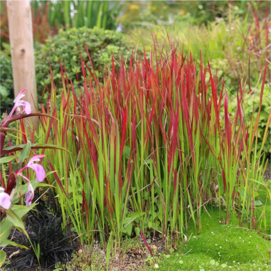 Imperata 'Red Baron'