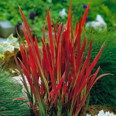 Imperata 'Red Baron'