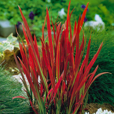 Imperata 'Red Baron'