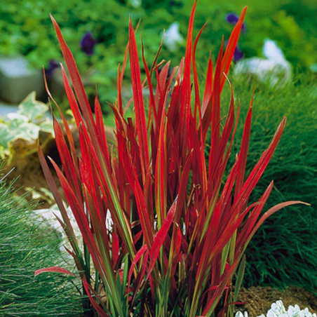 Imperata 'Red Baron'