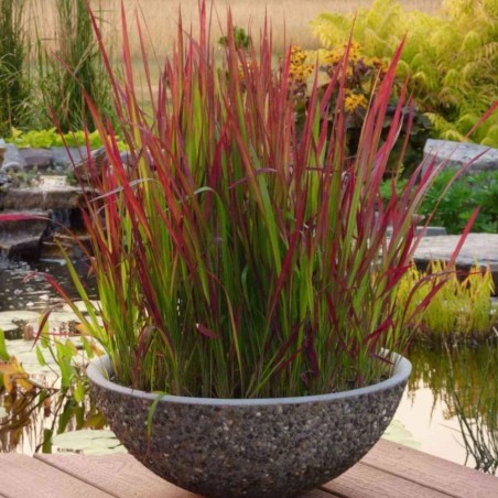 Imperata 'Red Baron'