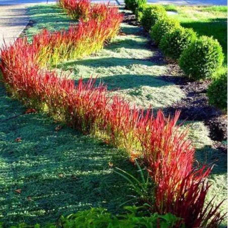 Imperata 'Red Baron'