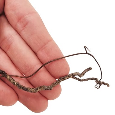 Wio Mini Root 80g 10-30cm - radici naturali