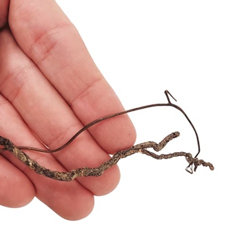 Wio Mini Root 80g 10-30cm - radici naturali