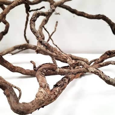 Wio Elder Root 250g 10-30cm - radici naturali