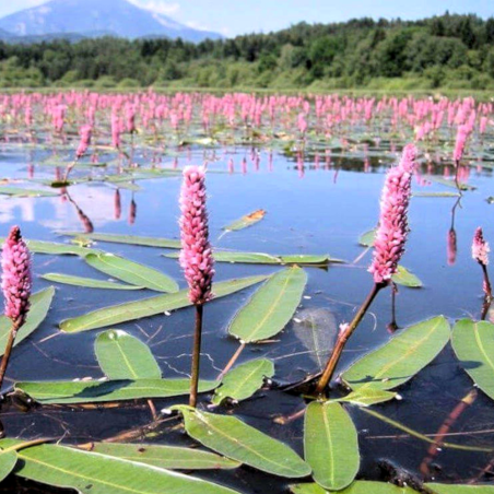 Polygonum amphibium (Persicaria amphibia)