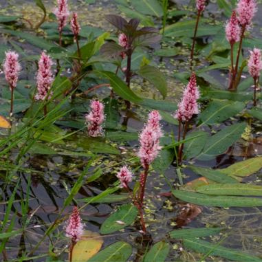 Polygonum amphibium (Persicaria amphibia)