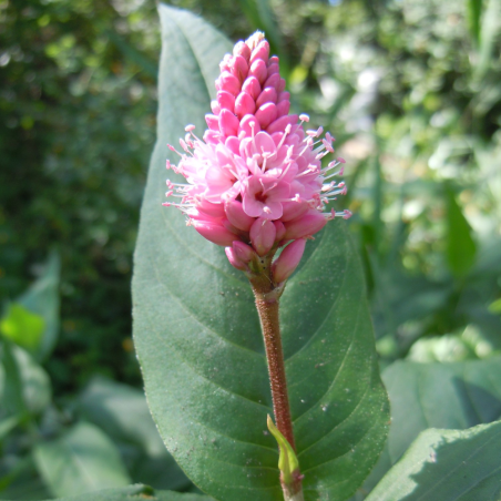 Polygonum amphibium (Persicaria amphibia)