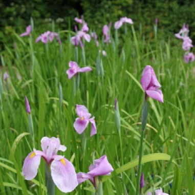 Iris laevigata Rose Queen