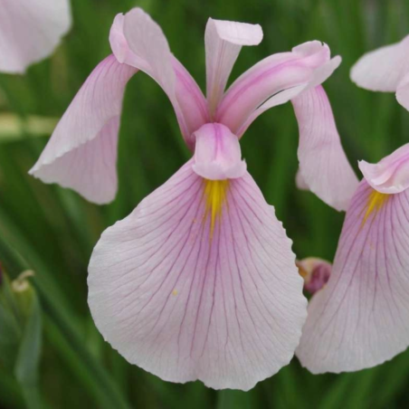 Iris laevigata Rose Queen