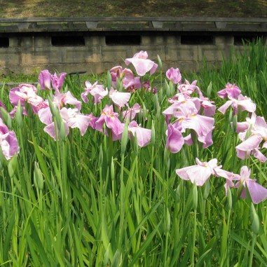 Iris laevigata Rose Queen