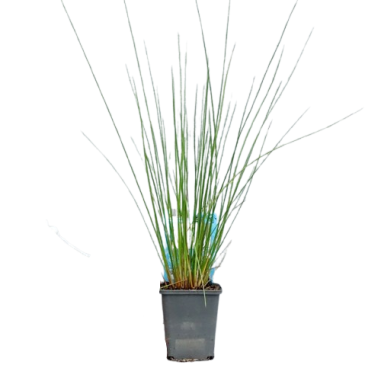 Juncus Effusus