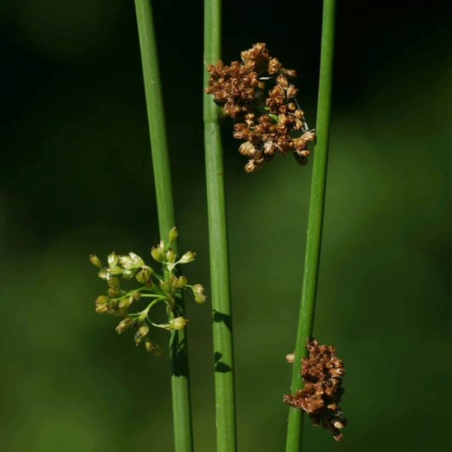 Juncus Effusus