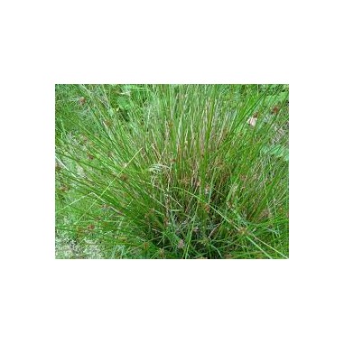 Juncus Effusus
