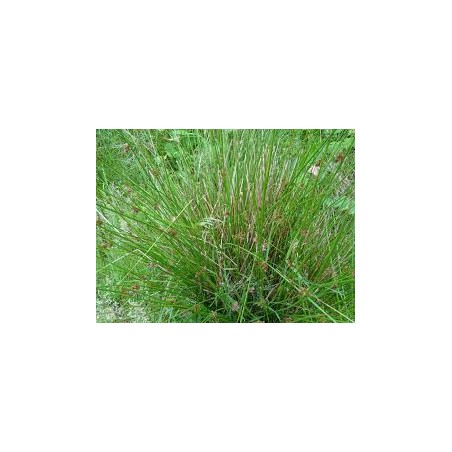 Juncus Effusus