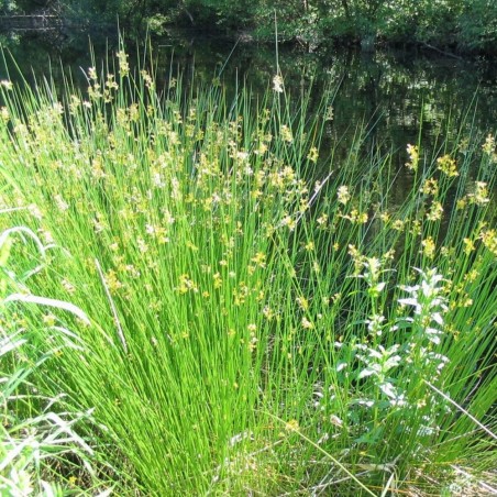 Juncus Effusus