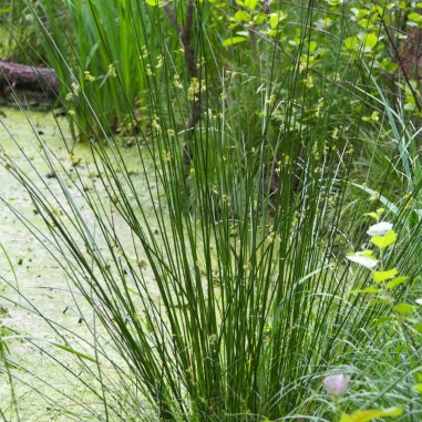 Juncus Effusus