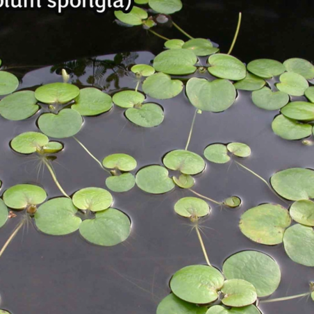 Limnobium Spongia