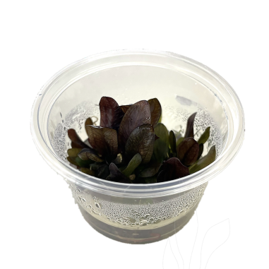 Echinodorus Reni in Vitro