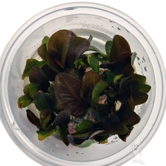 Echinodorus Reni in Vitro