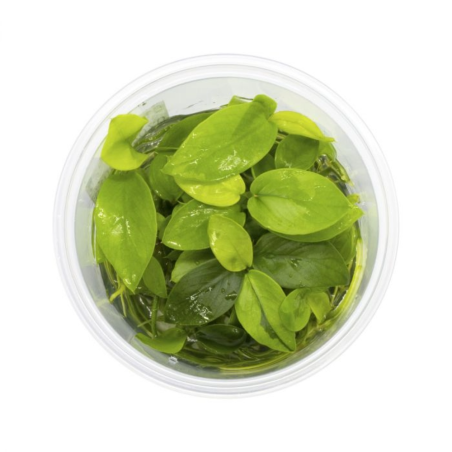 Anubias Nana Gold in Vitro
