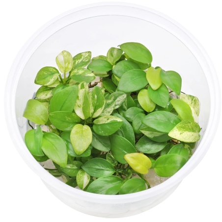Anubias Nana Gold in Vitro