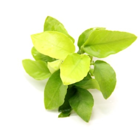 Anubias Nana Gold in Vitro