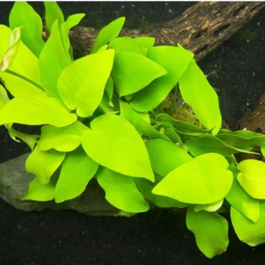 Anubias Nana Gold in Vitro