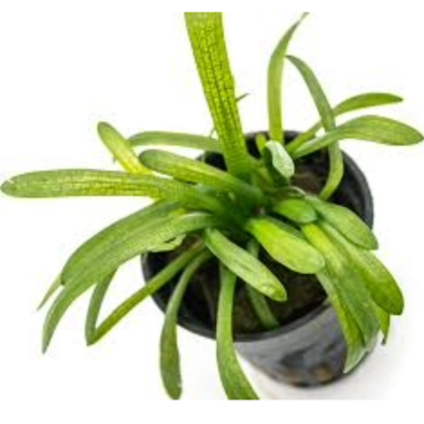 Sagittaria Platiphylla/Teres