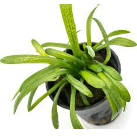 Sagittaria Platiphylla/Teres