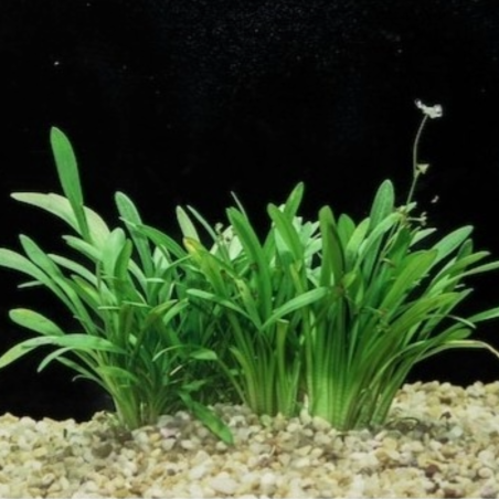 Sagittaria Platiphylla/Teres