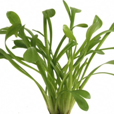 Sagittaria Platiphylla/Teres