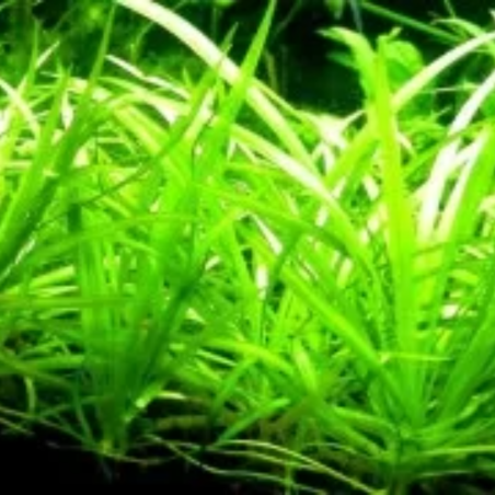 Sagittaria Platiphylla/Teres