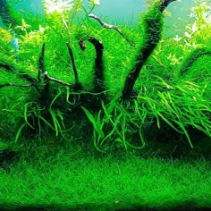 Muschio Java (Taxyphyllum Barbieri) in Vitro 2
