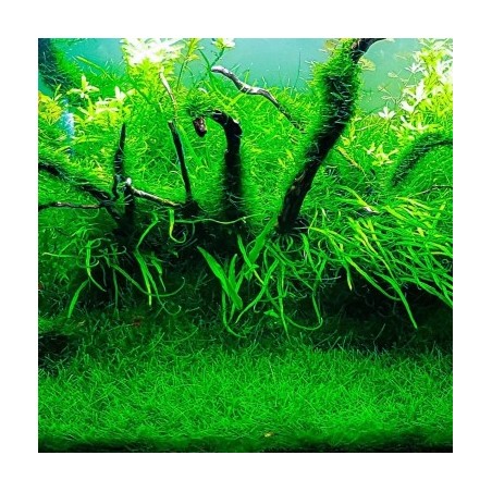 Muschio Java (Taxyphyllum Barbieri) in Vitro