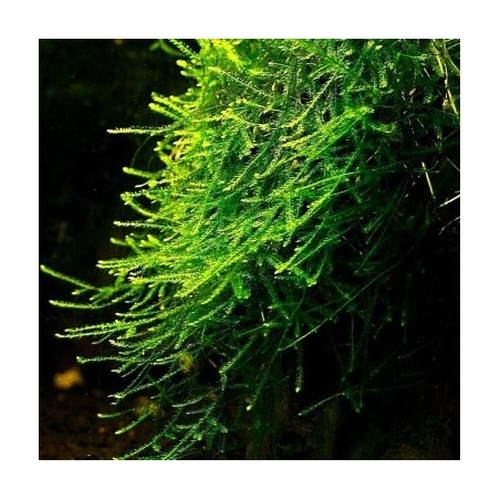 Muschio Java (Taxyphyllum Barbieri) in Vitro