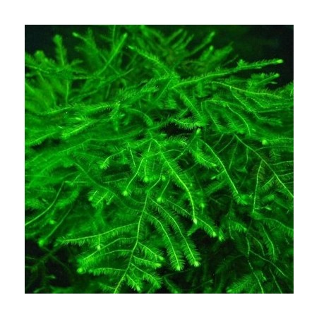 Muschio Java (Taxyphyllum Barbieri) in Vitro