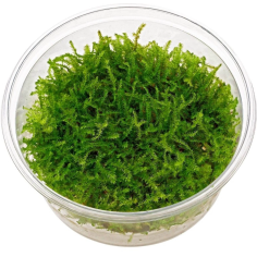Muschio Java (Taxyphyllum Barbieri) in Vitro