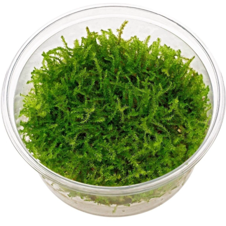 Muschio Java (Taxyphyllum Barbieri) in Vitro