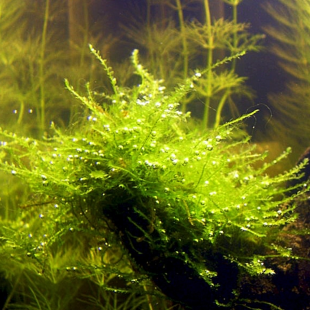 Muschio Java (Taxyphyllum Barbieri) in Vitro