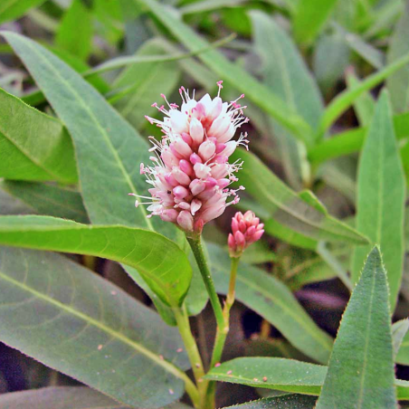 Polygonum amphibium (Persicaria amphibia)